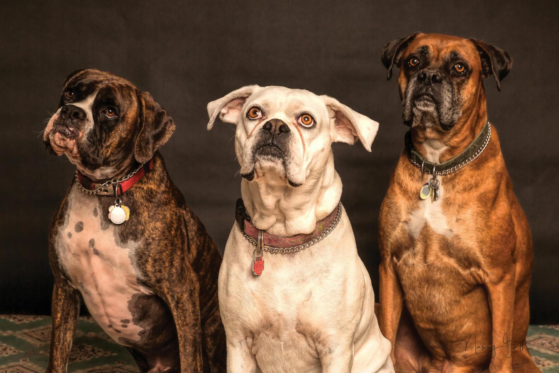 Specialist Vets in Sandy