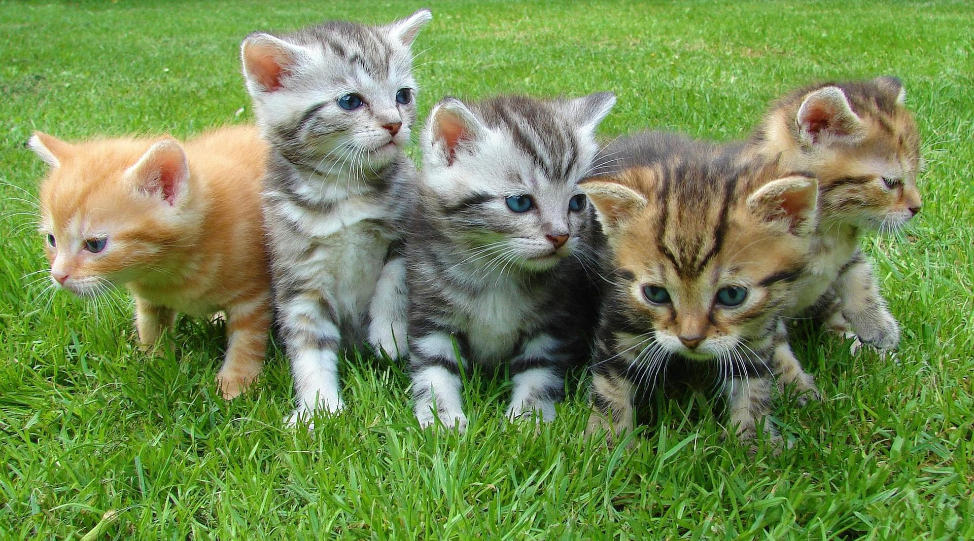 Dog & Cat Vets in Sandy